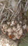 ムラサキカタバミ りん茎(2000.6)