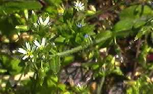 オランダミミナグサ　花