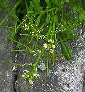 タネツケバナ 花