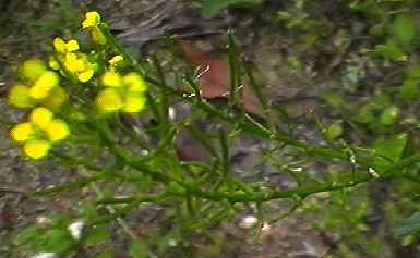 ハルザキヤマガラシ 花