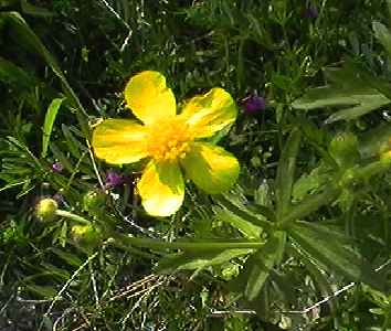 ウマノアシガタ 花